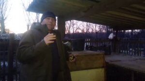 Крол рядом с крольчихой"КРАХ КРОЛИКОВОДСТВУ" и о клетках для нутрий.