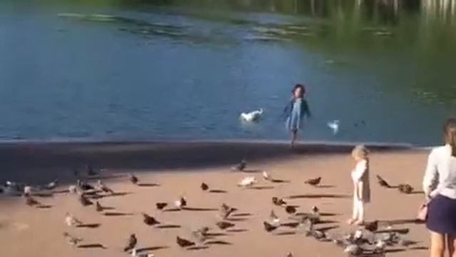 альбатрос ест живого голубя смотреть онлайн