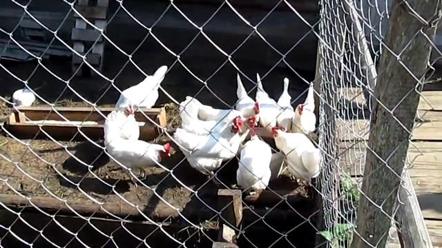 Курицы белые Леггорн смотреть онлайн