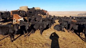 Бычки Ангус на продажу в Казахстане