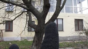 Почему ломаются ветки у деревьев