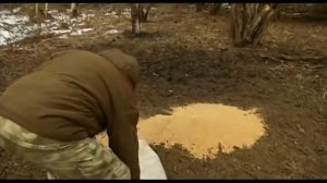 Зимняя охота на кабана. Стратегия и тактика охоты на кабана.