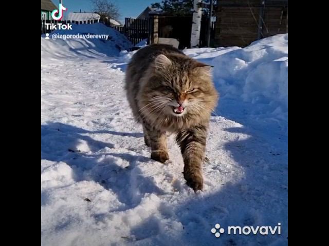 Веселая жизнь в деревне #shorts