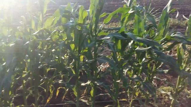 Сладкая кукуруза Оверленд от Сингенты. Наш огород в 2017 году.