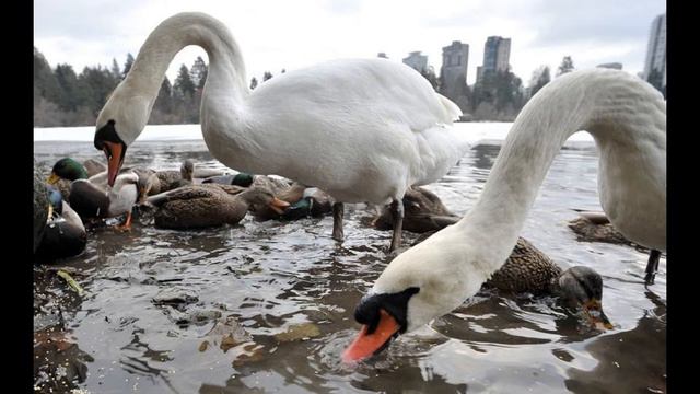 Василий Климов Лебеди и рыбы смотреть онлайн