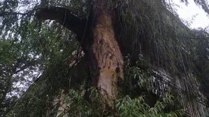 Большое дерево Ивы.Корень дерева разрушил асфальт