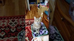 Говорящий кот!) Кошка просит есть ) Кошка говорит, дай пожрать!!!!)))