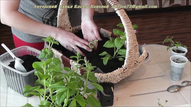 Однолетние цветы в корзинах и кашпо. Я сажаю. смотреть онлайн