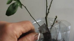 УКОРЕНЕННАЯ ВЕТКА КУМКВАТА ДАСТ ФОРУ ДЕСЯТИ СОРОДИЧАМ