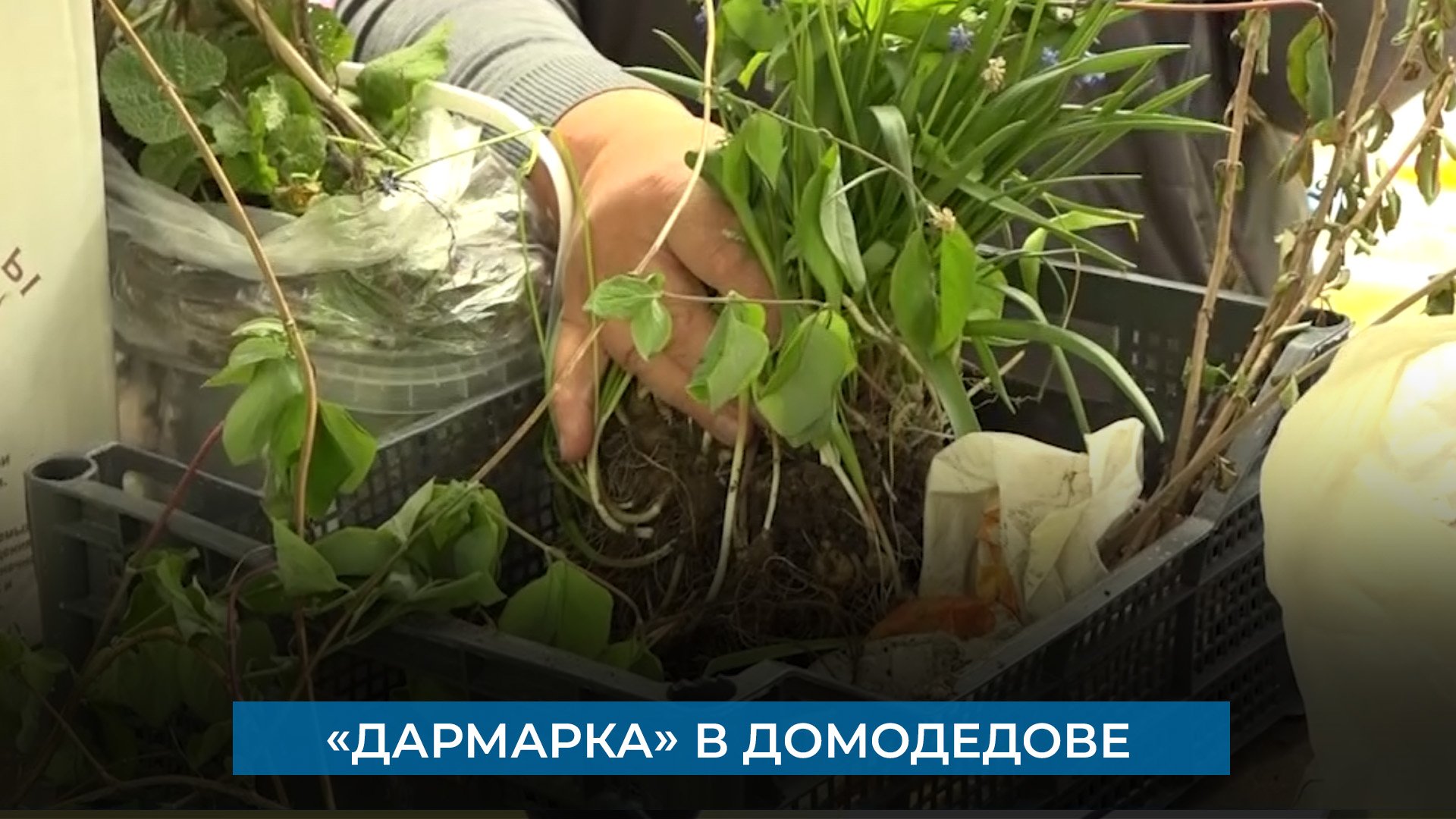 «ДарМарка» в Домодедове