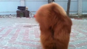 Тибетские мастифы возраст один год и испанский мастиф 4 года