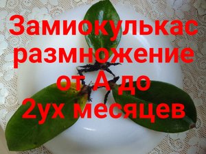 Замиокулькас просто размножение листом.Замиокулькас из листа.