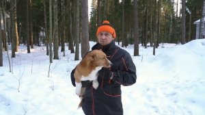 КОРГИ КАРДИГАН - ЧТО НУЖНО ЗНАТЬ ПРЕЖДЕ ЧЕМ КУПИТЬ?