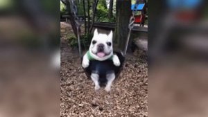 Собака на качелях мем