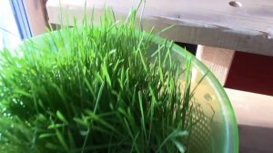 Зимние витамины для кур несушек. Всё только натуральное. Проращиваем овес.