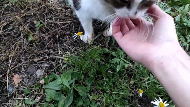 Кот Мурчик нюхает цветочки и лазает по забору. смотреть онлайн