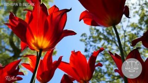 Венера в Весах ♎ в натальной карте/ Люди с таким положением делают этот мир прекраснее.