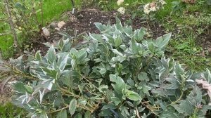 ГОРТЕНЗИЯ ВАРИЕГАТНАЯ LIGHT-O-DAY ОКРАШИВАЕТ ЛИСТЬЯ 30.09.22.