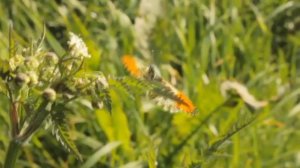 В роще тополя - Группа Курнуц