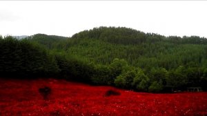 Слави Трифонов - Назад, назад моме Калино