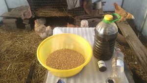 Чудо смесь - для яйценоскости кур.