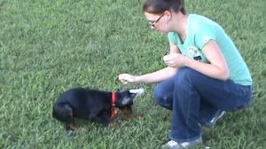 Doberman puppy training obedience 9 weeks old