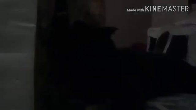 Наш кошачий отель.