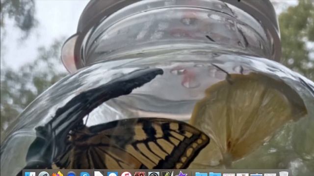 Видеозапись защиты проекта А.Замарий, 9 класс смотреть онлайн