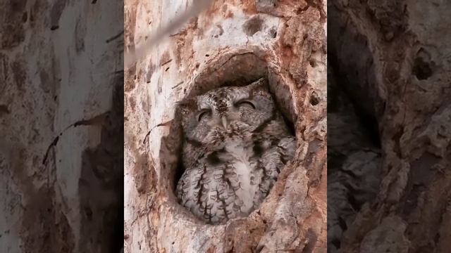 Храп совы Owl snore