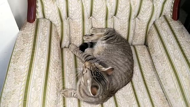 Сколько сантиметров усы у кота смотреть онлайн