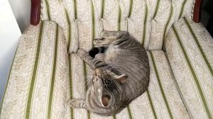 Сколько сантиметров усы у кота