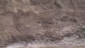 Прайд Львов против Антилопы Гну. Крокодил против антилопу Гну.