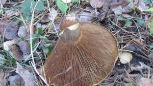 Нашёл гриб...что это ? Свинушка или груздь???