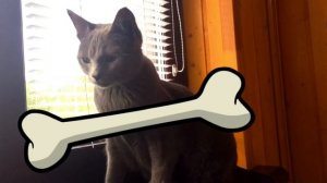 Плюсы и минусы домашней кошки/Стоит ли заводить кошку в доме?