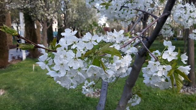 Баҳори пуртаровати Душанбеи нозанин (Боғи парчами миллӣ - 21.03.2023) смотреть онлайн