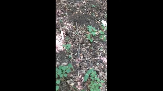 Чудесная грибалка смотреть онлайн