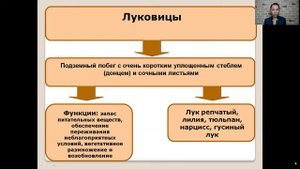 Видоизменения побегов 6 класс