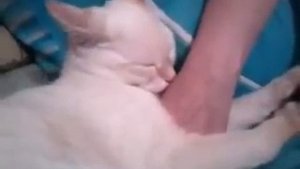 кот лижет руку хозяйки...мама-кошка.