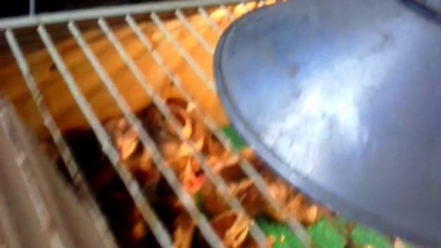 Борковская барвистая 1 е сутки