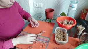 Омоложение Алоказии Полли