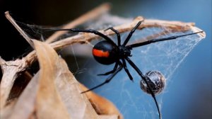 Красноспинный паук