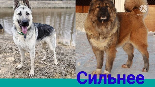 Кавказская овчарка против Восточно- европейской овчарки смотреть онлайн