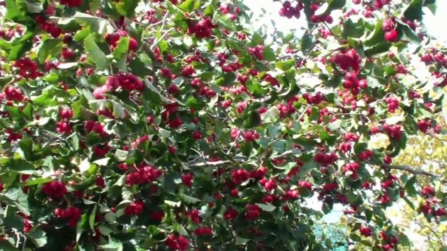 Отжиг сковородки смотреть онлайн