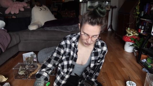 About my JUMPING SPIDERS .. Pumpkin / Chestnut / Milk (updates, babies & feeding) смотреть онлайн