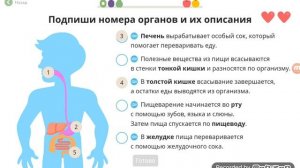 Урок. Окружающий мир. Пищеварительная система. Uchi.ru