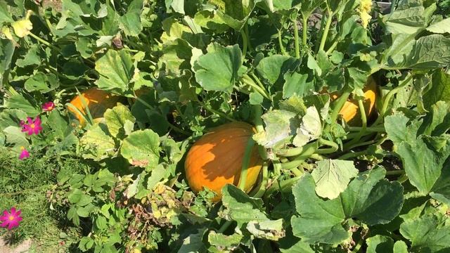 Как вырастить большую Тыкву / огромная Тыква гигант смотреть онлайн