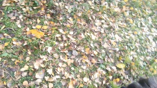 САО. Алабаи/Волкодавы. Ответ на агрессию овчарки. Дуняша защищает хозяйку. смотреть онлайн