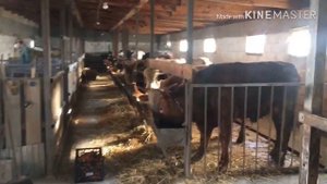 Кормим морковкой Быков