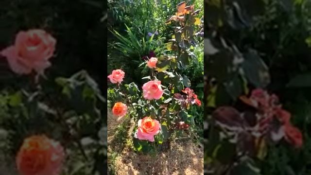 Роза Рене Госинни смотреть онлайн