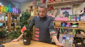 Комнатное растение Камелия и уход за ней | Как ублажить капризную красотку - с ней можно подружитьс